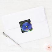 Sticker Carré Pensée bleue viola (Enveloppe)