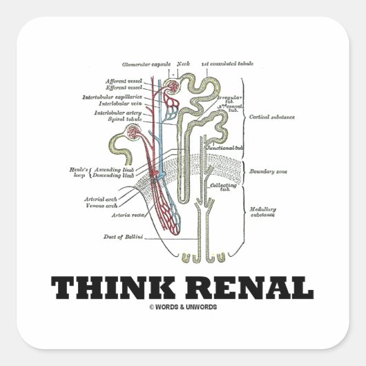 Sticker Carré Pensez Renal (Illustration de l'anatomie du néphro (Devant)