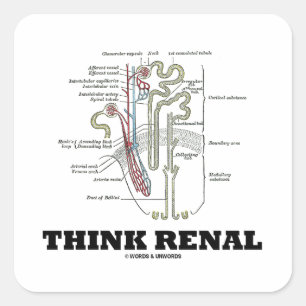 Sticker Carré Pensez Renal (Illustration de l'anatomie du néphro