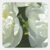Sticker Carré Peonies blanches (Devant)
