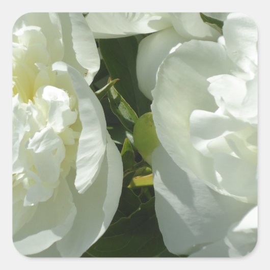 Sticker Carré Peonies blanches (Devant)