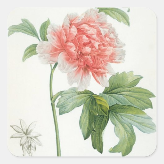 Sticker Carré Peony, 1799 (Devant)