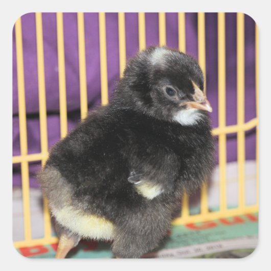 Sticker Carré Pep (Devant)