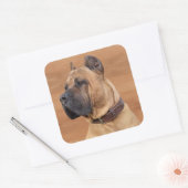 Sticker Carré Perro de Presa Canario - Dogo Canario (Enveloppe)