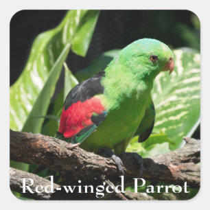 Sticker Carré Perroquet à ailes rouges sur le membre de l'arbre