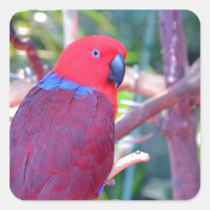 Sticker Carré Perroquet d'eclectus coloré
