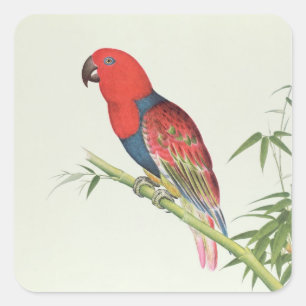 Sticker Carré Perroquet d'Electus, sur une pousse de bambou