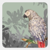 Sticker Carré Perroquet gris africain (Devant)