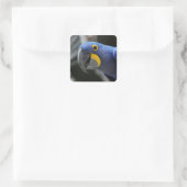 Sticker Carré Perroquet Macaw Bleu Et Jaune (Sac)