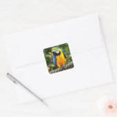 Sticker Carré Perroquet macaw exotique (Enveloppe)