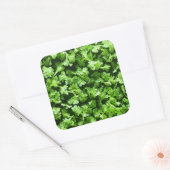 Sticker Carré Persil (Enveloppe)