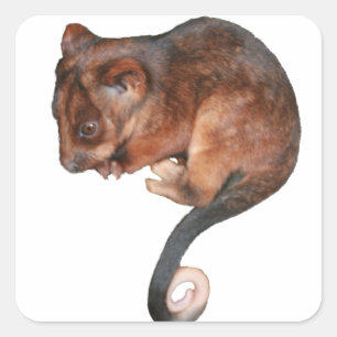 Sticker Carré Petit Bébé Singtail Possum