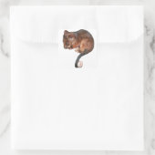 Sticker Carré Petit Bébé Singtail Possum (Sac)
