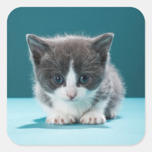 Sticker Carré Petit chaton