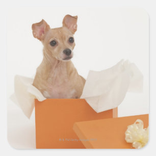 Sticker Carré Petit chien se reposant dans la boîte-cadeau