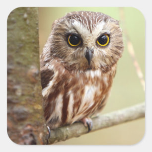 Sticker Carré Petit hibou de bébé Ontarios