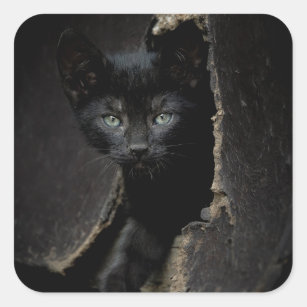 Sticker Carré Petit Kitty noir