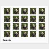 Sticker Carré Petit panda géant (Feuille)