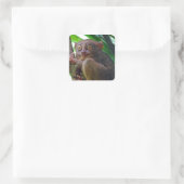 Sticker Carré Petit tarsier philippin (Sac)