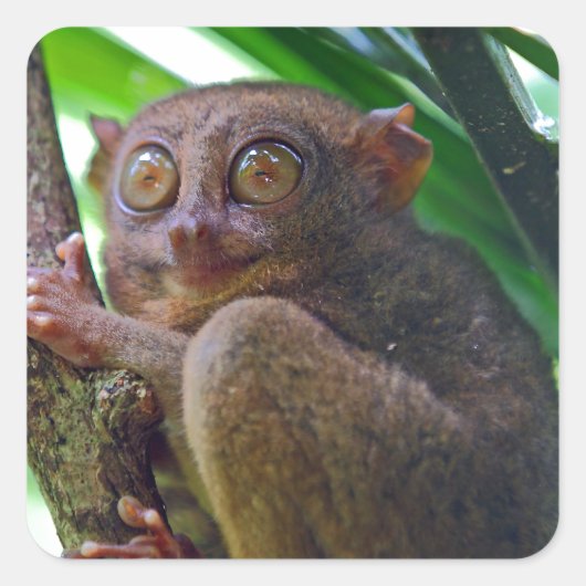 Sticker Carré Petit tarsier philippin (Devant)
