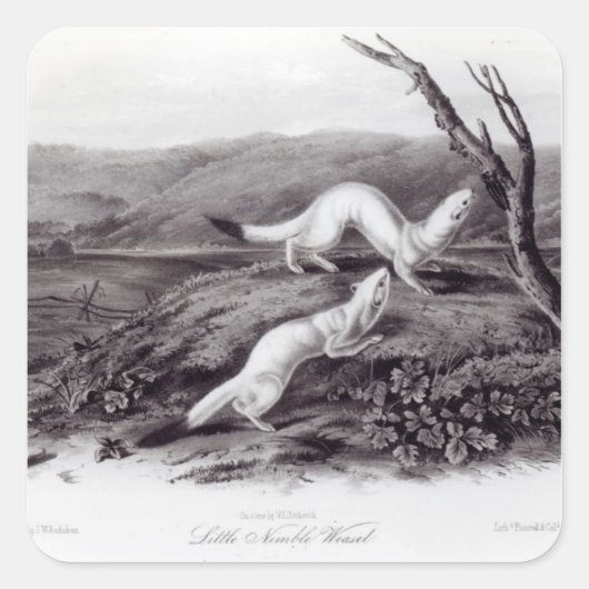 Sticker Carré Petit Weasel (Devant)