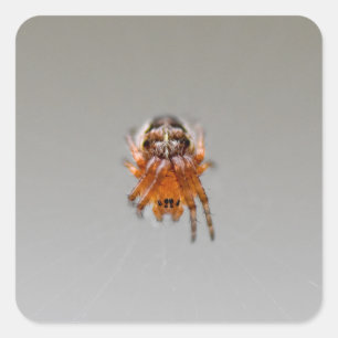 Sticker Carré Petite araignée orange mignonne