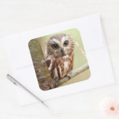 Sticker Carré Petite chouette | Ontariens (Enveloppe)