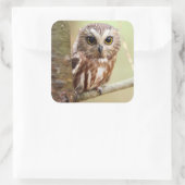 Sticker Carré Petite chouette | Ontariens (Sac)