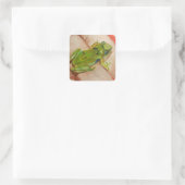 Sticker Carré Petite grenouille tropicale (Sac)