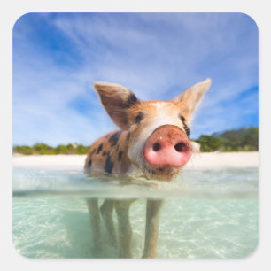 Sticker Carré Petite porcelet