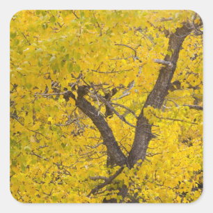 Sticker Carré Peuplier en couleurs de pointe en automne dans Gla