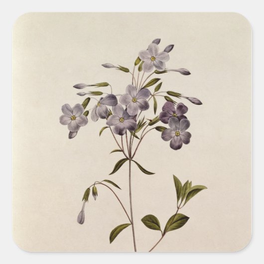 Sticker Carré Phlox reptans (Devant)