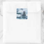 Sticker Carré phoque du port pacifique, Phoca vitulina richardsi (Sac)