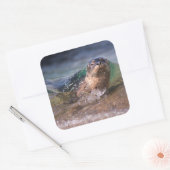 Sticker Carré Phoque du port pour bébés (Enveloppe)