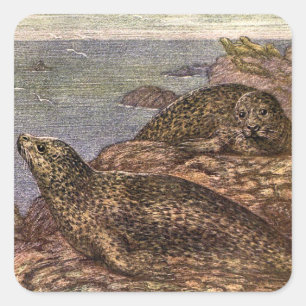 Sticker Carré Phoques, Animaux Marins de la Vie Océanique Ancien