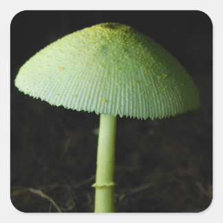 Sticker Carré Photo de champignon sauvage