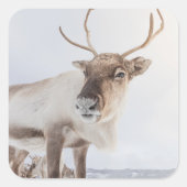 Sticker Carré Photo de la nature des rennes (Devant)