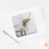 Sticker Carré Photo de la nature des rennes (Enveloppe)
