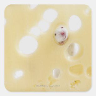 Sticker Carré Photo de studio d'une souris blanche regardant à t