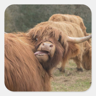 Sticker Carré Photo de vache highland écossaise 