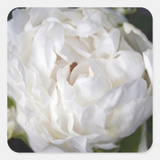 Sticker Carré photo de White Peony Floral
