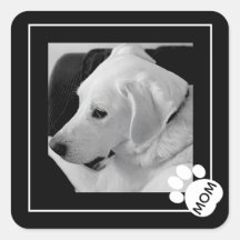 Photo en noir et blanc de mignonette Chien Maman P