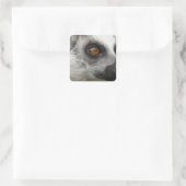 Sticker Carré Photo Lemur (Sac)