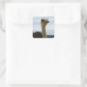 Sticker Carré Photo Oiseau soyeux Ostrich Face Closeuse (Sac)