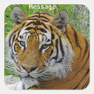 Sticker Carré Photo rapprochée du visage d'un Tigre de Sibérie
