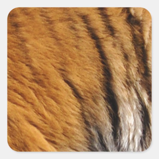 Sticker Carré Photo Tiger Stripes Big Cat Wildlife (Devant)