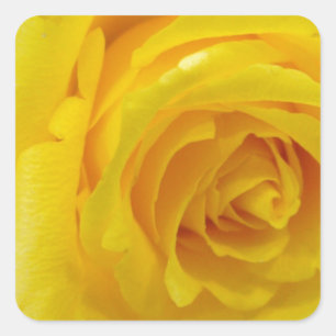 Sticker Carré photographie de belle rose jaune fleur