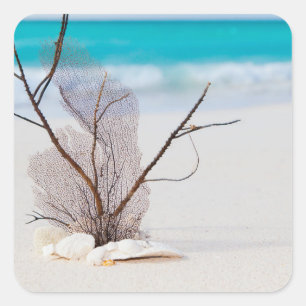 Sticker Carré Photographie de coquillages sur une plage