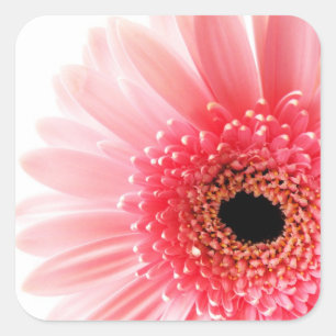 Sticker Carré Photographie de gerbera rose frais