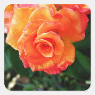 Sticker Carré Photographie de rose orange vibrante